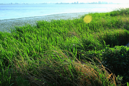 水边绿草地