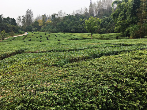 绿色植物迷宫