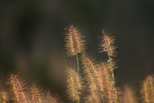 草 狗尾草