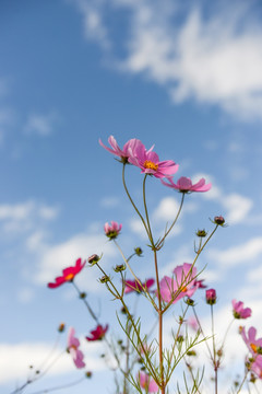 格桑花