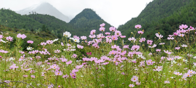 格桑花