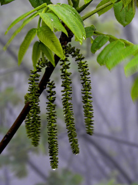 核桃树花