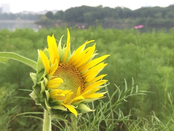 向日葵
