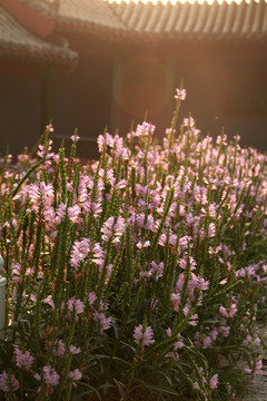 紫花 假龙头花