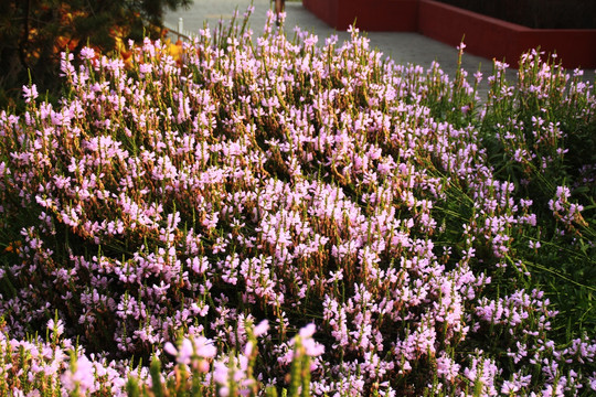 紫花 假龙头花