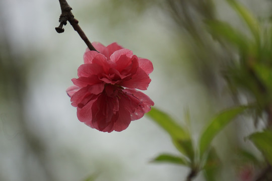 桃花