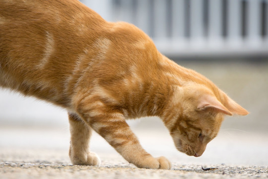 猫 公园的野猫