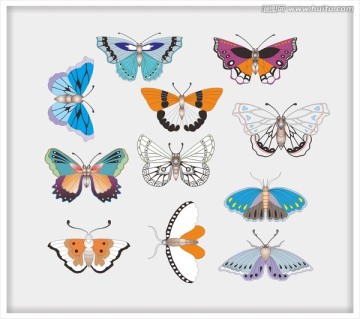 彩蝶标本 插图 矢量图