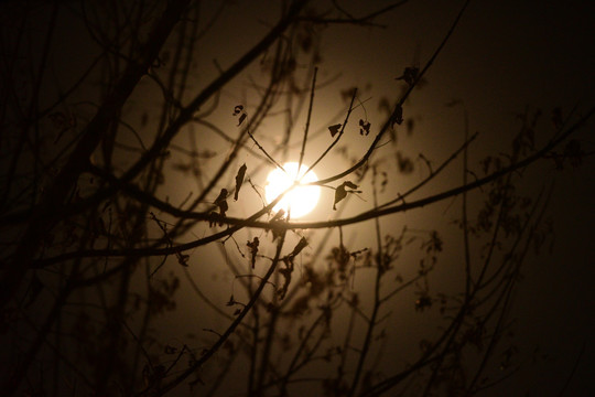 月亮 月光 树影