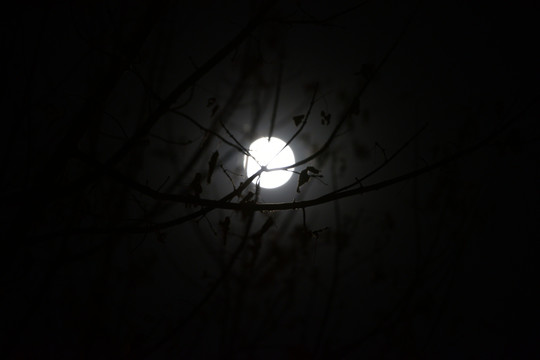 月亮 月光 树影