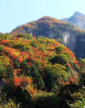 太行山靳家岭红叶