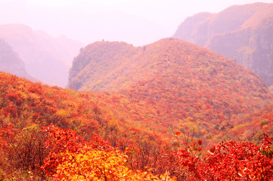 靳家岭红叶