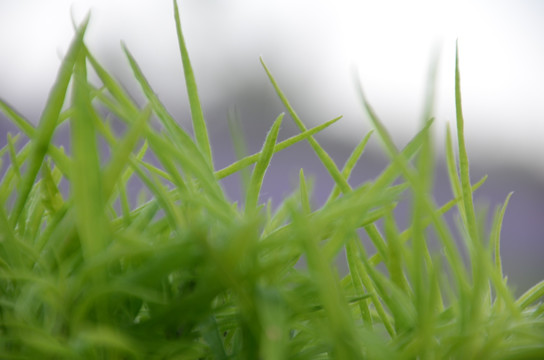 绿色小草