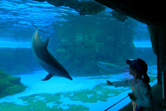 小孩与海豚亲密接触