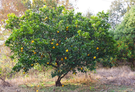 胡柚树 柑橘树