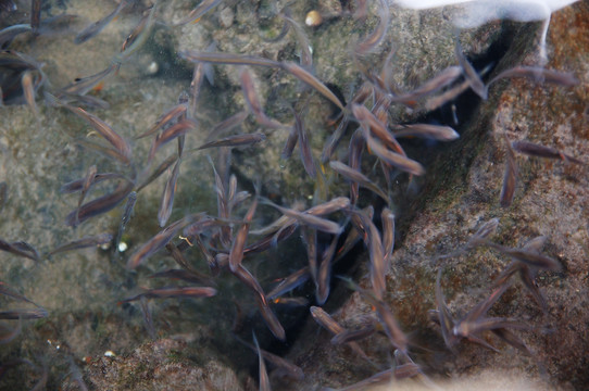 小鱼 野鱼