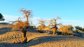 沙漠怪树林摄影图片