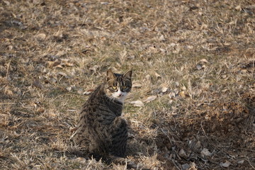 千佛山的猫