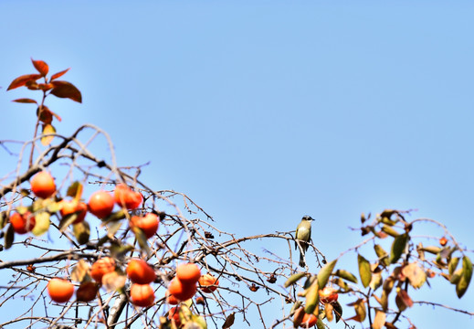 柿子树上的喜鹊