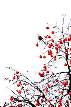 喜鹊落在柿子树上