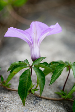 紫色花卉紫色喇叭花 牵牛花朝颜