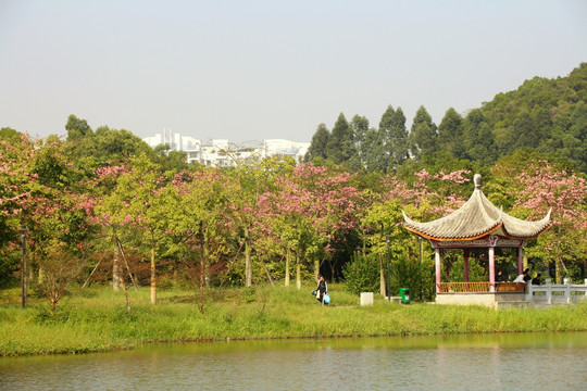 公园 风景 花 凉亭 湖水