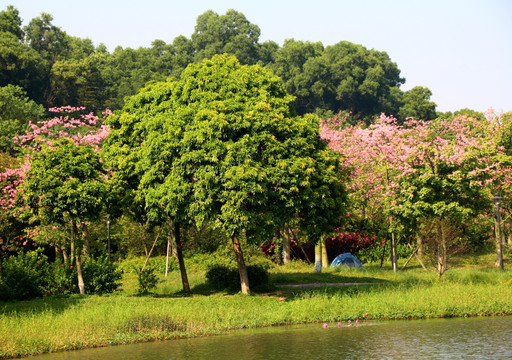 公园一角 园林风景