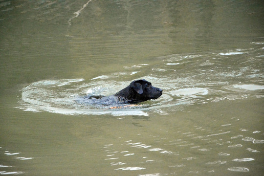 游泳的狗狗
