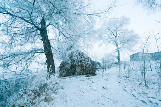 雾凇雪景