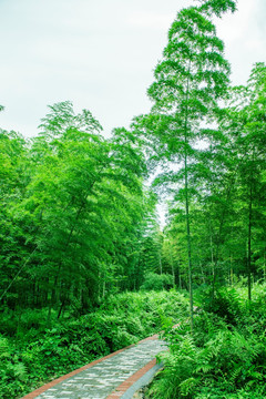 竹林小路 阳光竹林