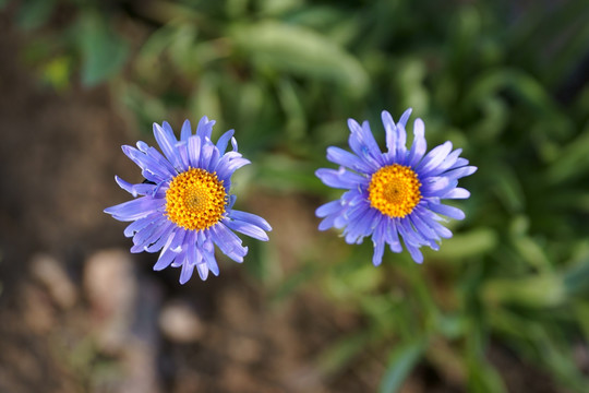 野菊花