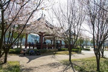 古建筑李花开放