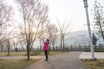 岑巩李花开放
