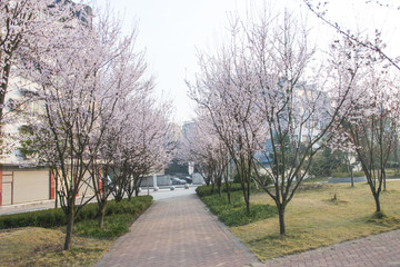 李花开放