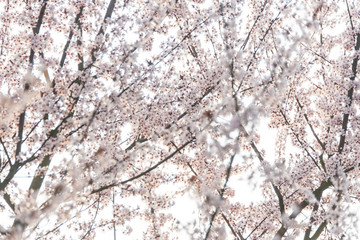 繁花似锦