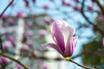 透明玉兰花