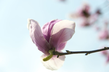 玉兰花瓣特写