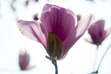 玉兰花瓣