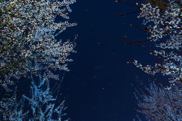 星空下的李花