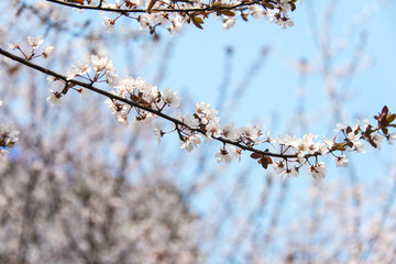 一枝李花