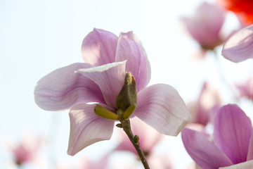 玉兰花