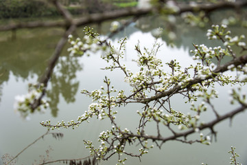 岑巩乡村李花
