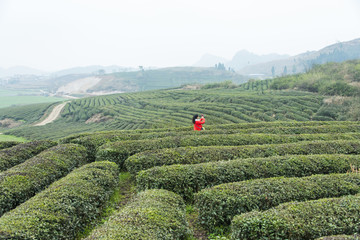 春天茶场