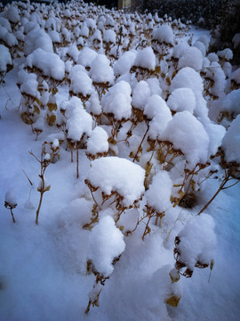 I雪景植物