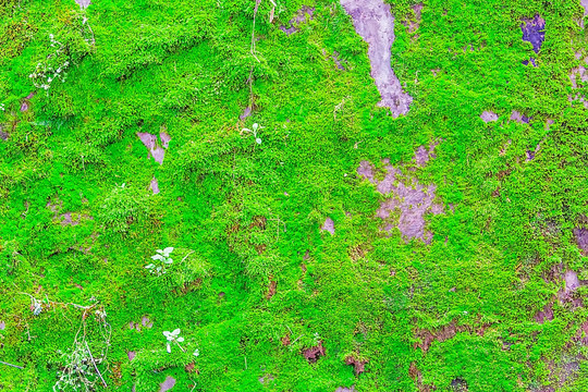 青苔 绿色 绿色背景