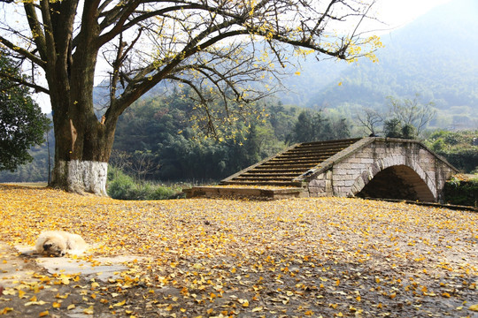 大陈红峰村