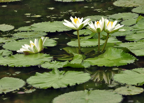 荷花池