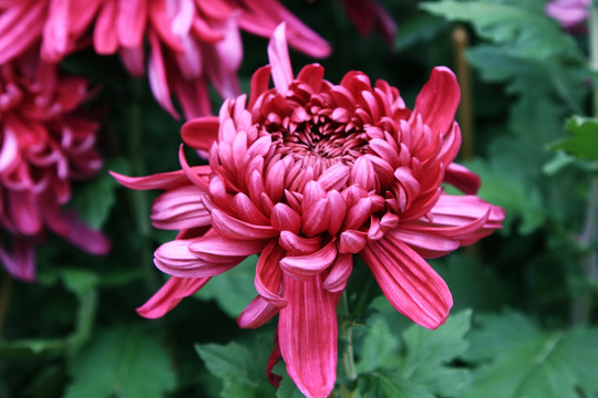 菊花