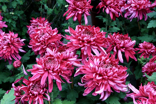 红菊花