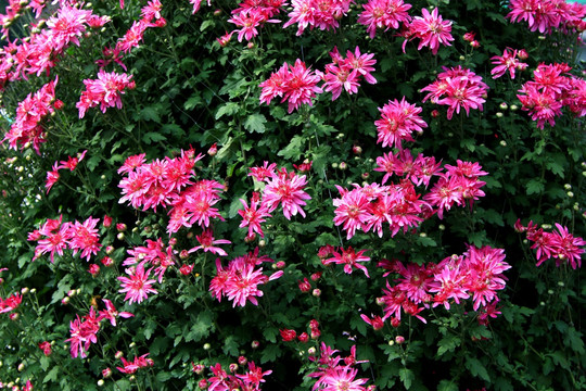 红菊花